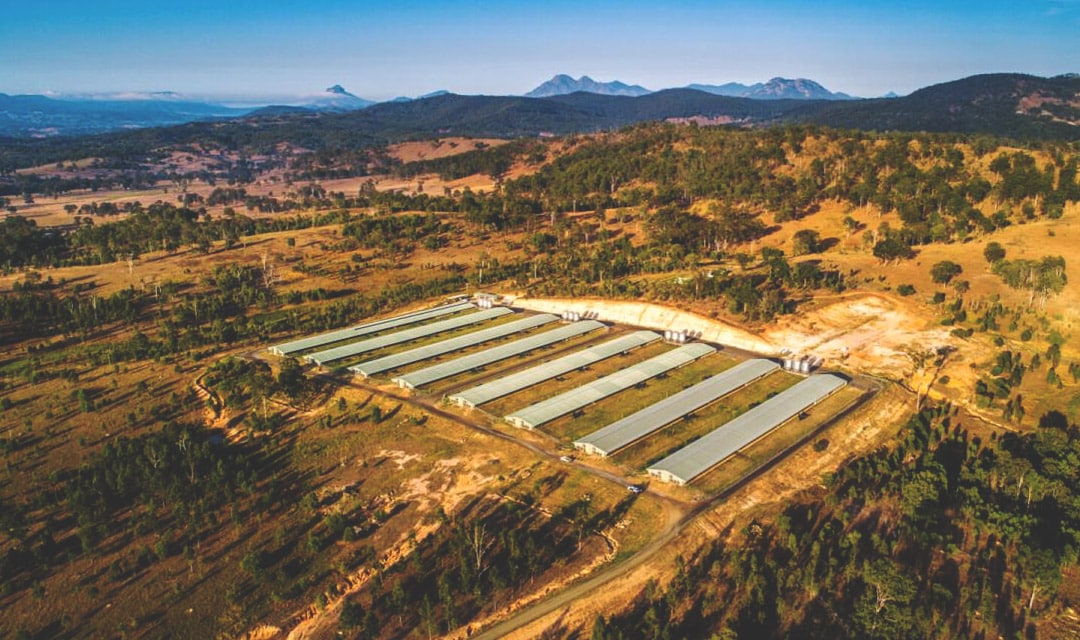 Australian Poultry Farm Landscape by Henry Brown - Acumentis